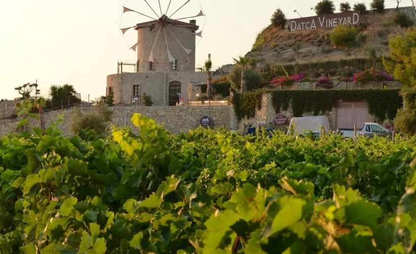 Datça Vineyard: Bağların Arasında Bir Huzur Noktası