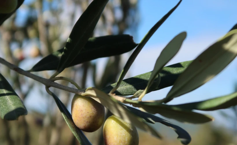 Hasat Zamanı: Zeytinin Tarih, Doğa ve Gastronomi Yolculuğu