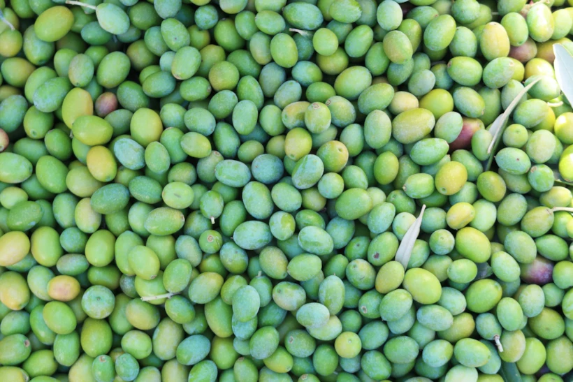 Zeytin Hasadı