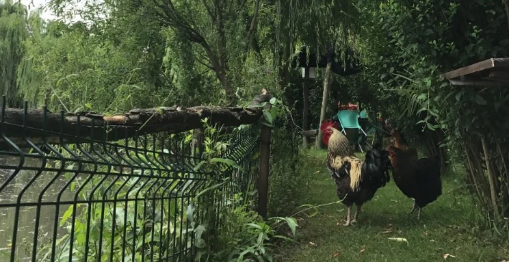 Şehrin Kalabalığından Uzakta Sakin Bir Sabah: Maşukiye, Cansu Tesisleri