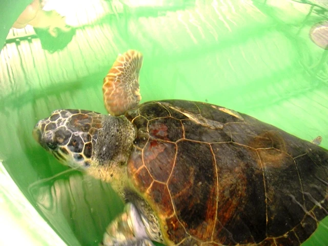 Tedaviye alınmış Caretta Caretta