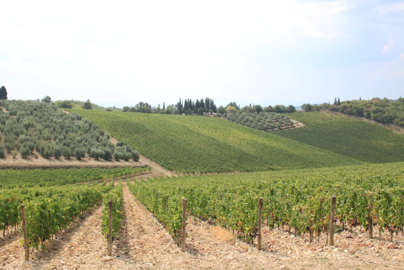 Castello di Ama