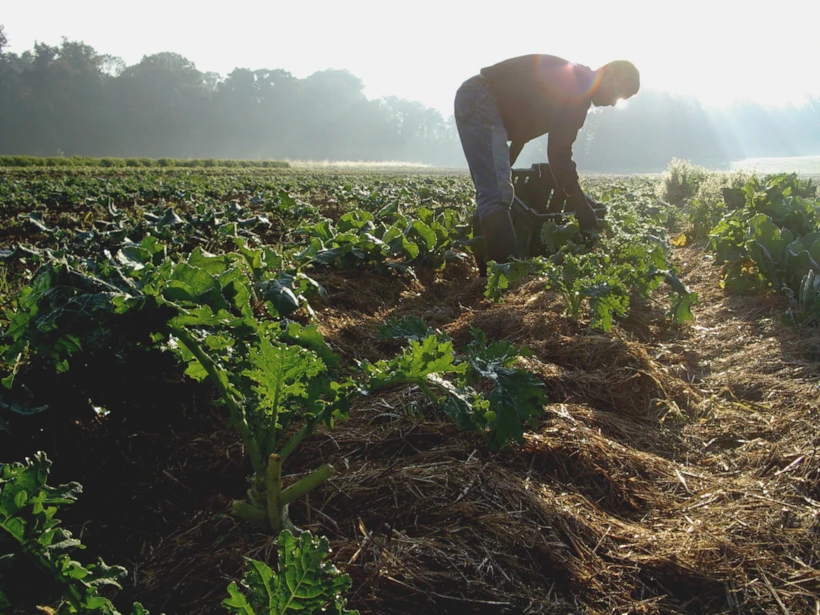 The-Pros-and-Cons-of-Using-Organic-Farming-Techniques