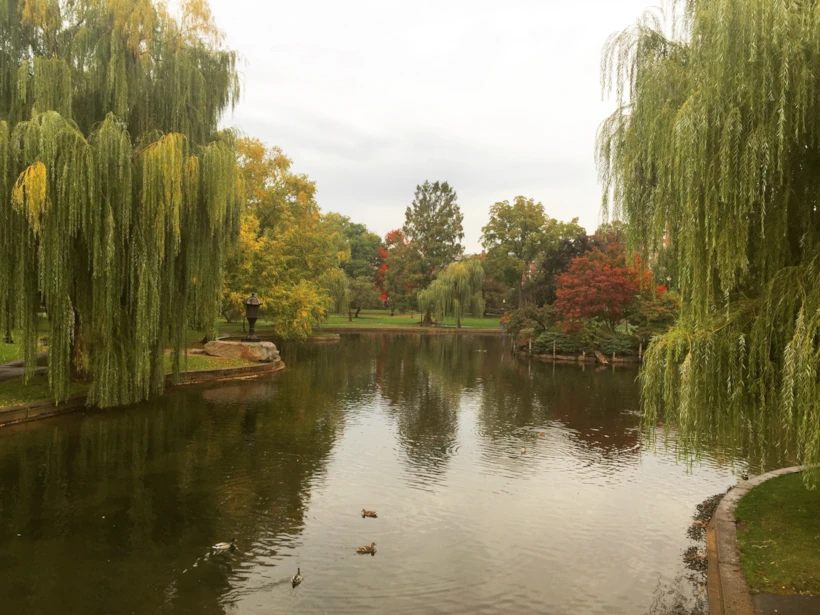 public garden 2