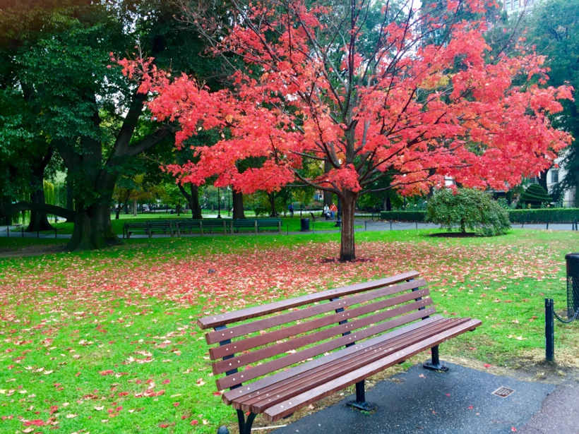 public garden