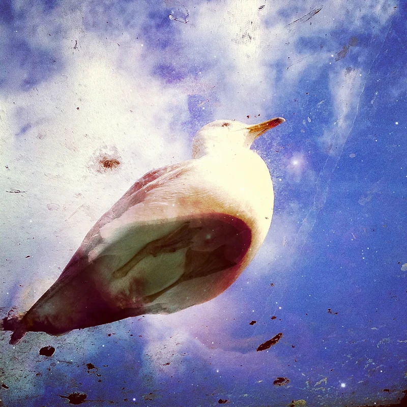 Upside Down by Dilan Bozyel