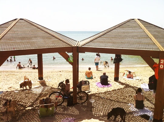 Tel Aviv Dog Beach