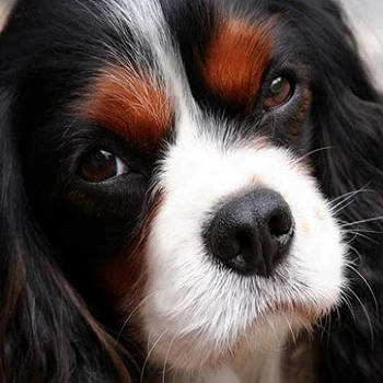 Tatil Geliyor; Peki Köpek Ne Olacak?