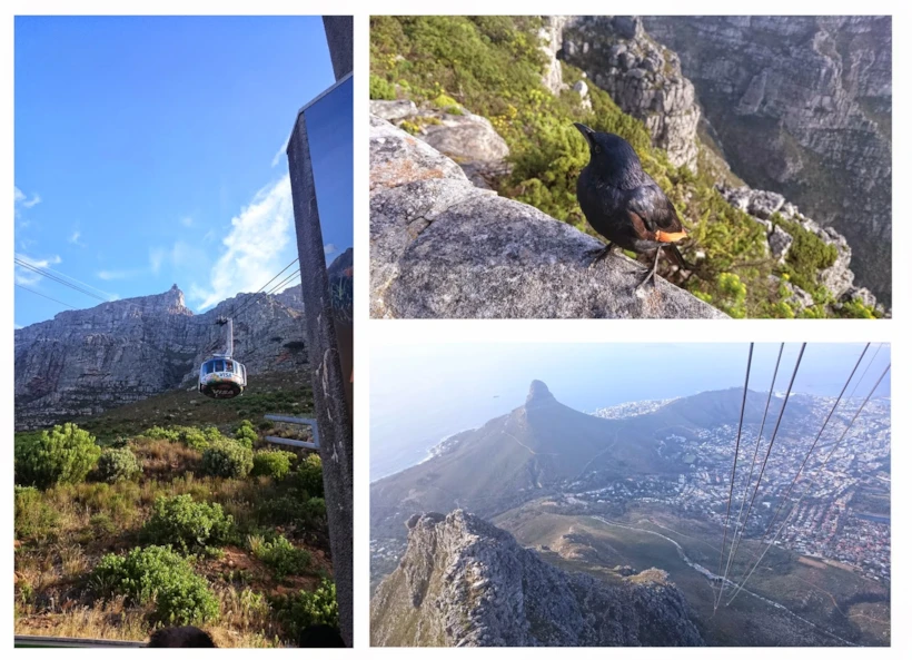 cape town 15