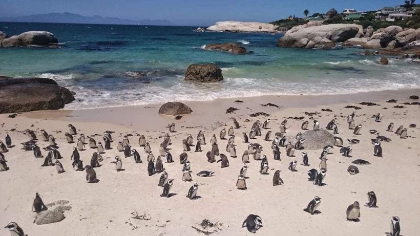 cape town 18