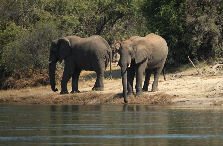 afrika 11