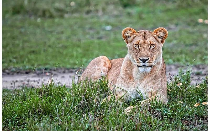 Masai Mara: Doğal Vahşi Yaşamın En Güzel Barınaklarından