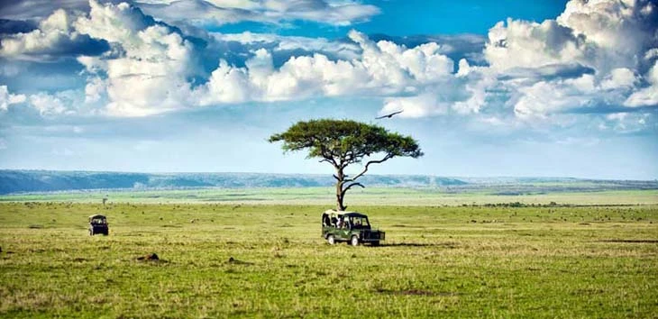 safari_16
