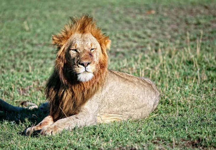 safari_19