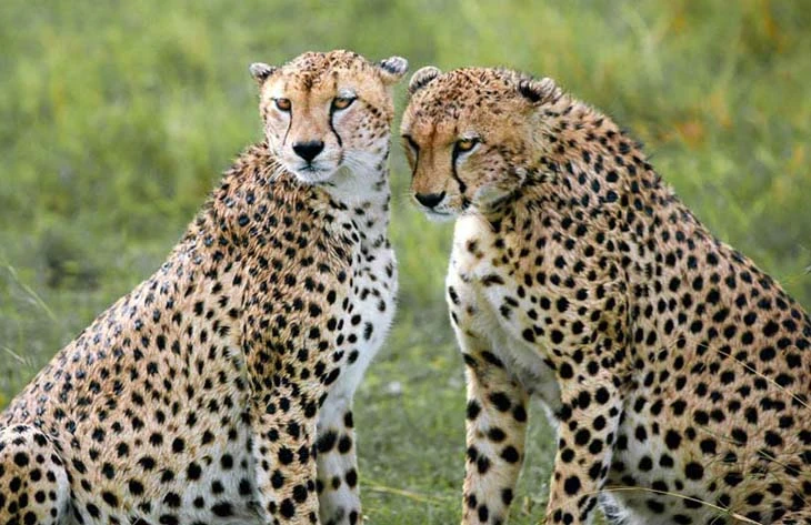 safari_81