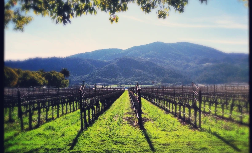 California Şaraplarının Kalbi: Napa Vadisi
