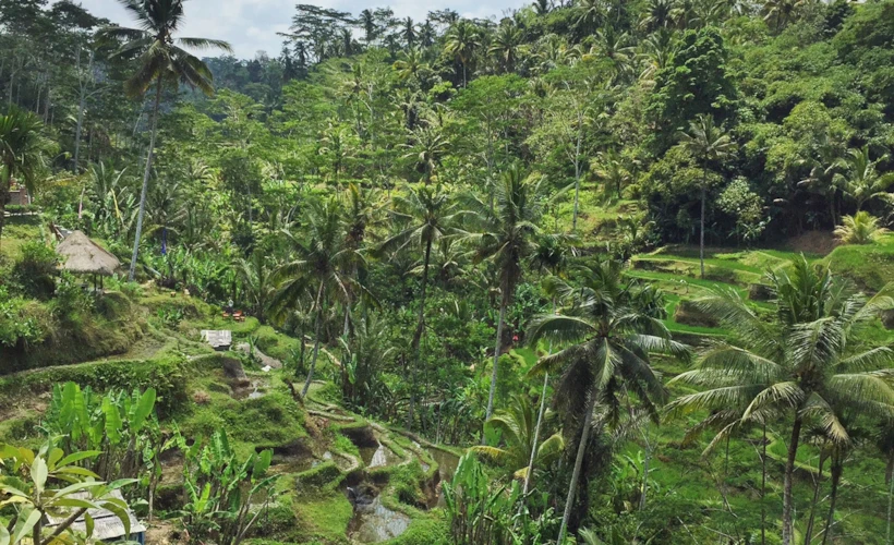 Bali’de Gidilecek En Yeşil 5 Rota