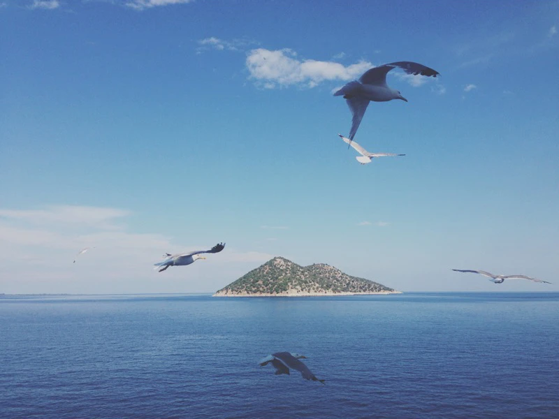 thassos 1