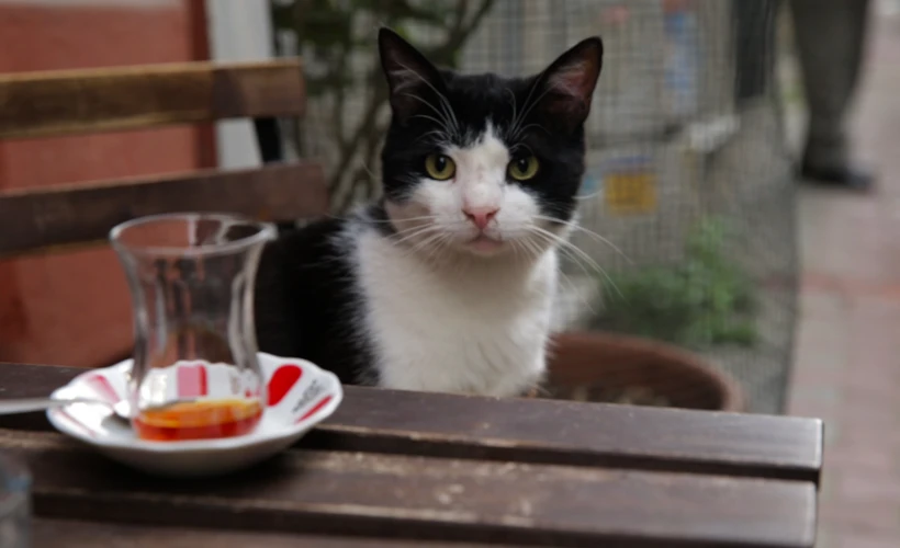 Kedi Filmleri: Kediler Olmadan Asla Diyenlere