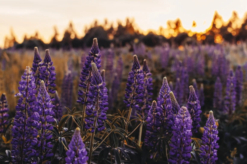 irina-kostenich-626259-unsplash
