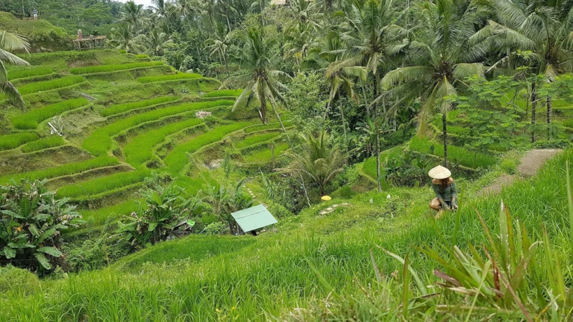 Ubud Bali