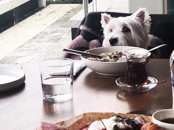 MSA'nın Restoranı: Hayvan Dostu Bir Mekan
