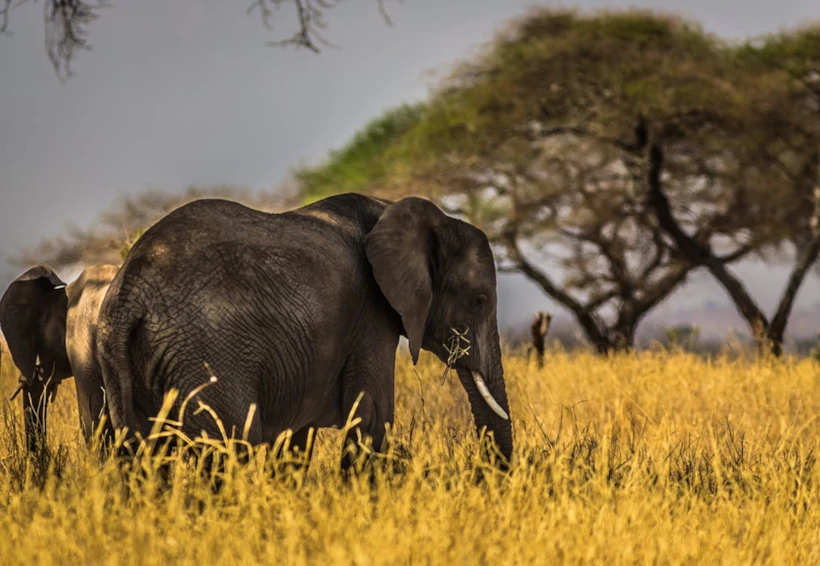 Safari