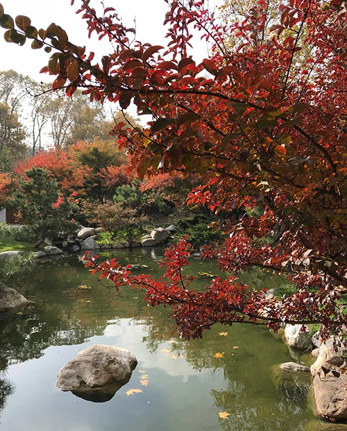 Japon Bahçeleri