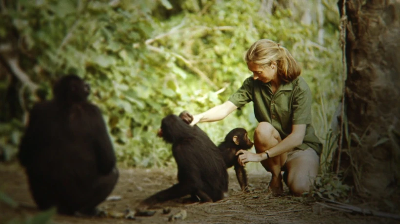 Jane Goodall 