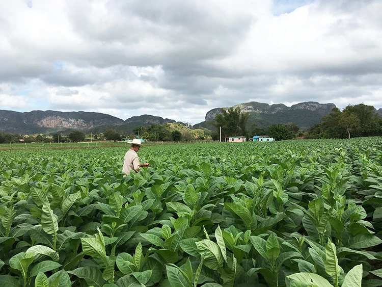 Vinales Küba tütün tarlaları