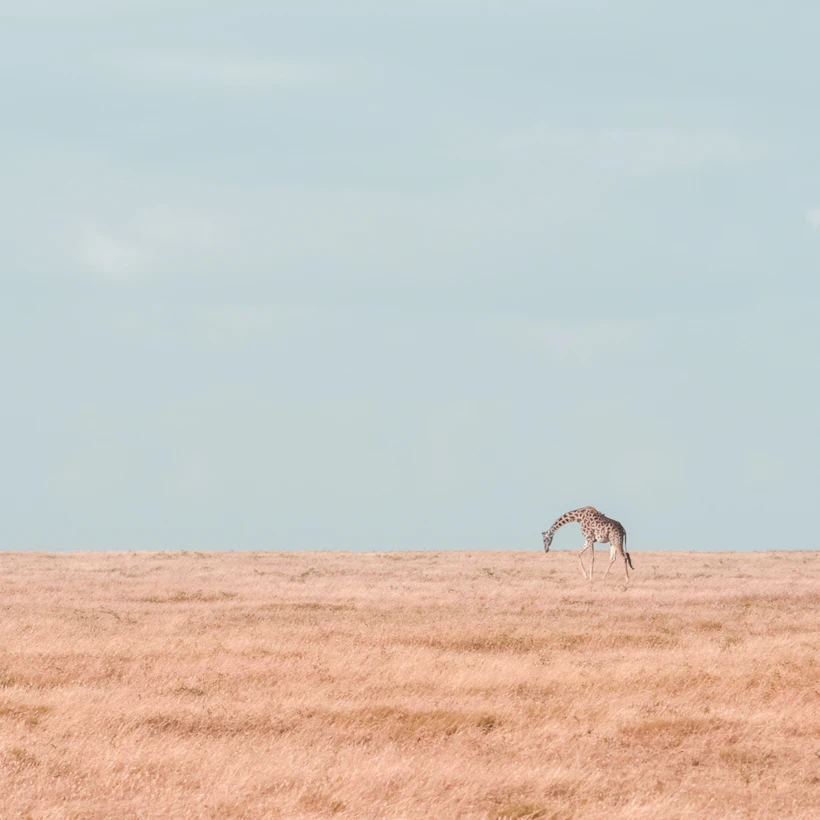 bayaiyi-serengeti