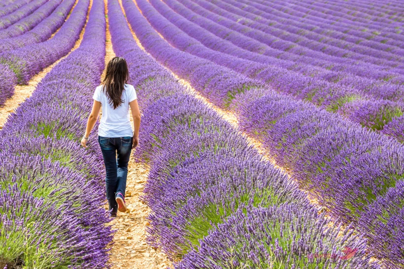 Provence, Fransa