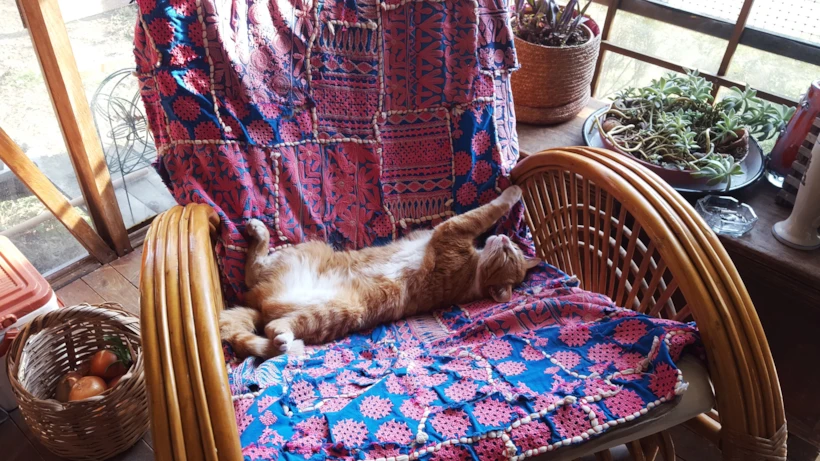 Ortanca Evleri Kedi