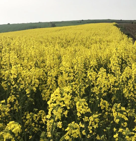 Kanola Tarlası Tekirdağ