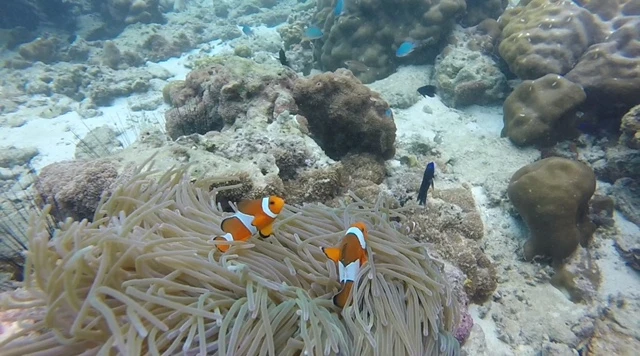 Phi Phi Adası: Nemo’nun Peşinde Keşif Dolu Bir Yolculuk