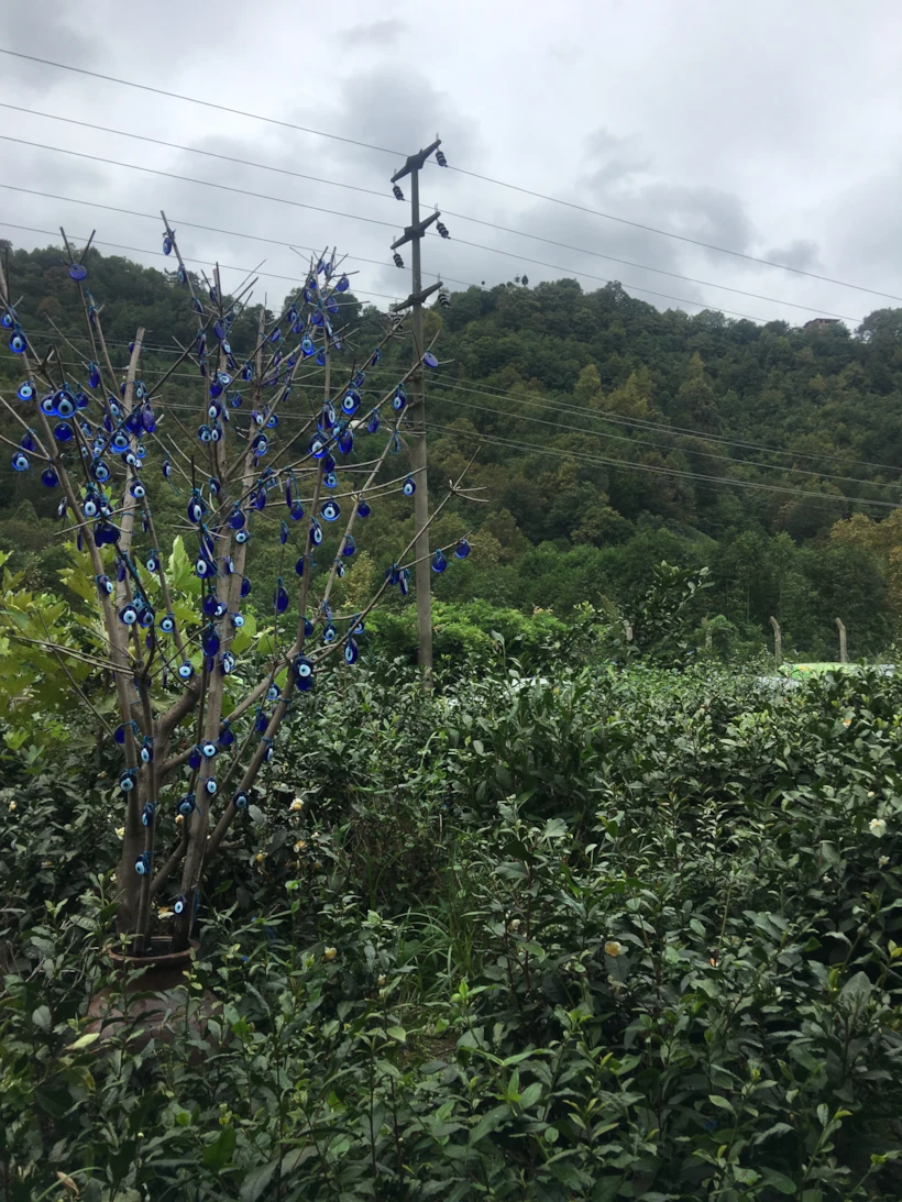 Çay Fabrikası