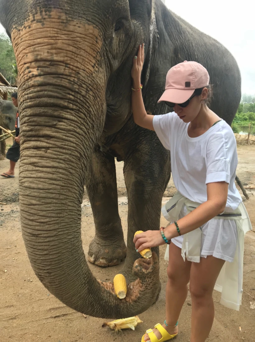 Elephant Jungle-1