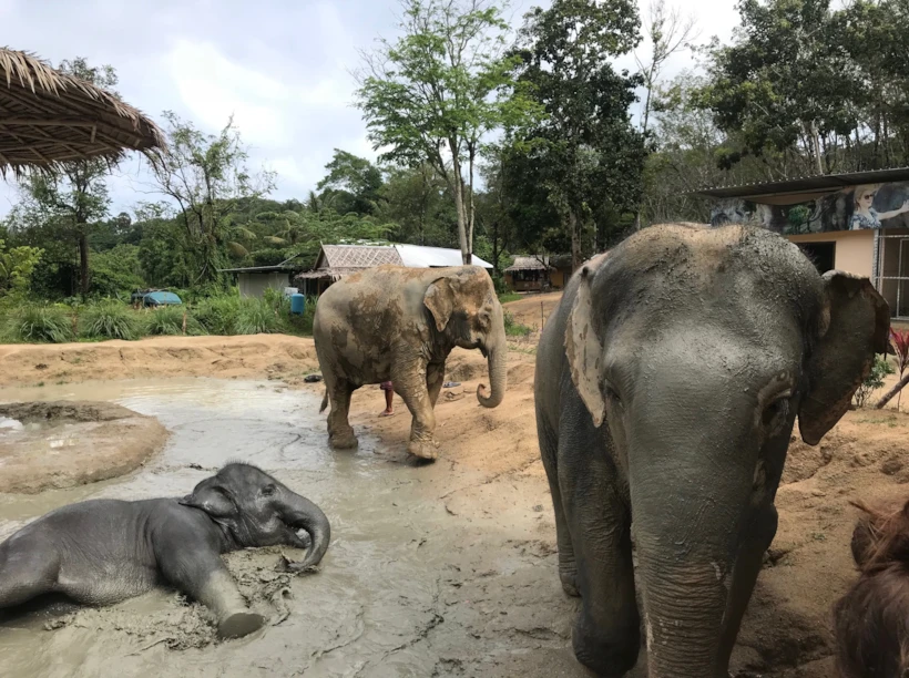 Elephant Jungle-2