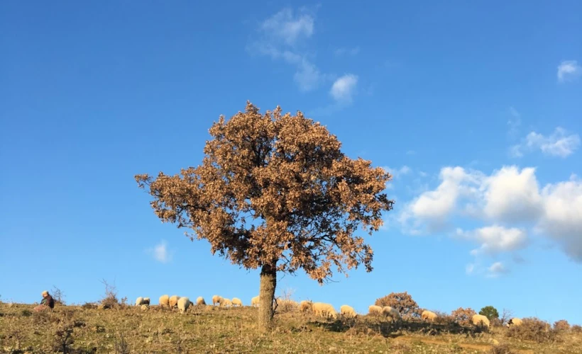 Kış Mevsiminde Leziz Bir Cunda Rotası ve Ma'adra Vineyards