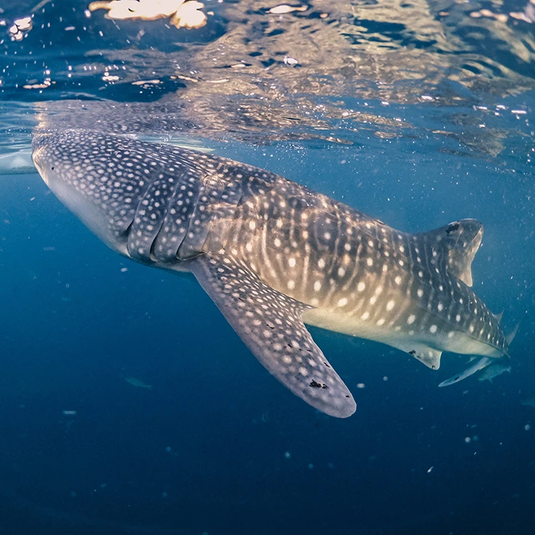 Oslob whale sharks