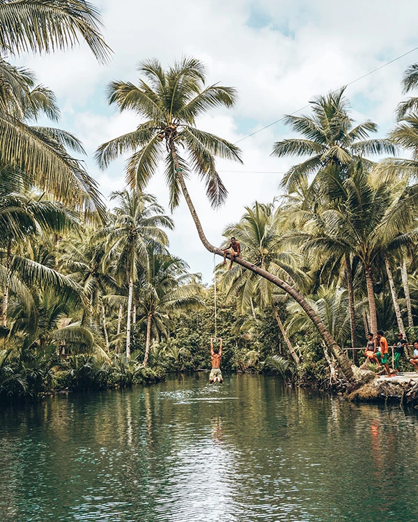Siargao Bent Palm Tree