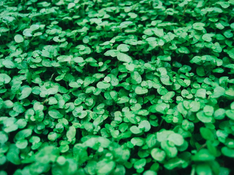 st. patrick’s day – yonca – kellysikkema