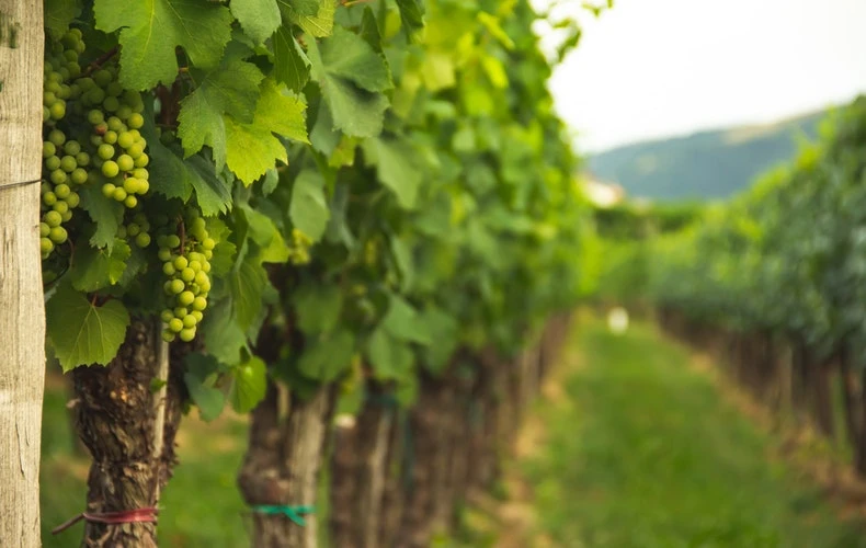 Langhe İtalya