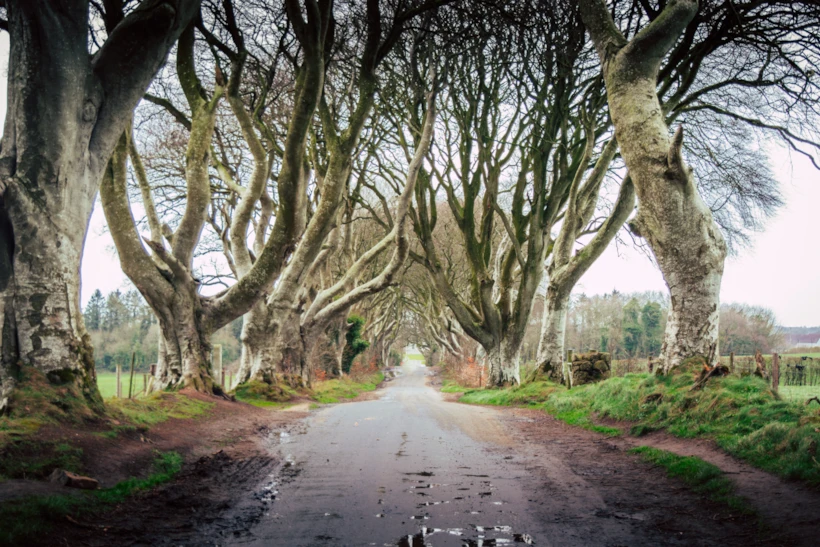 game of thrones mekanları – dark hedges – nick kane