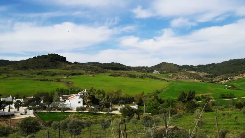 Olive Retreat