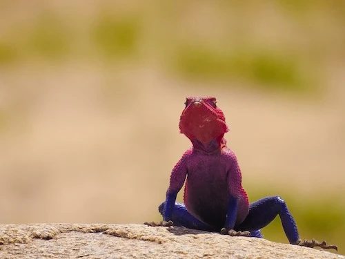 agama lizard