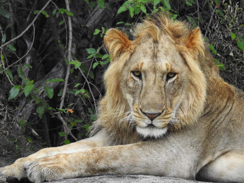 aslan