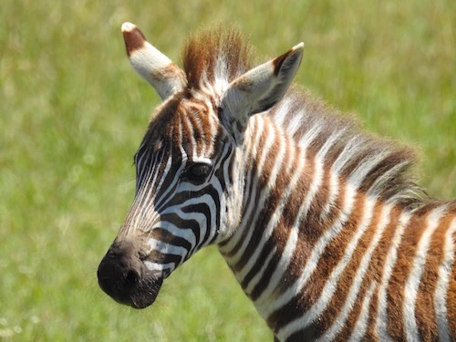 bebek zebra