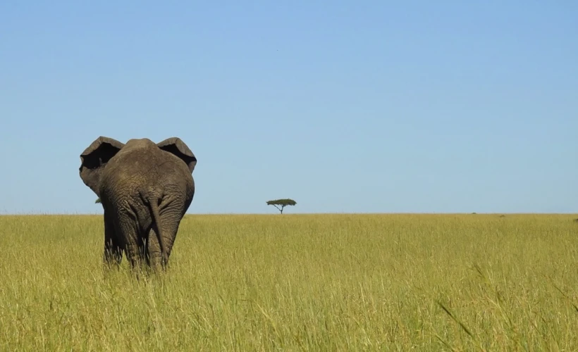 Serengeti: Büyük Göç Zamanı Eşsiz Bir Safari Deneyimi