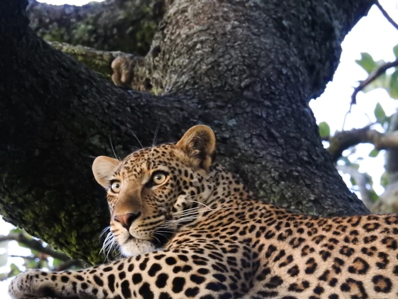 leopar